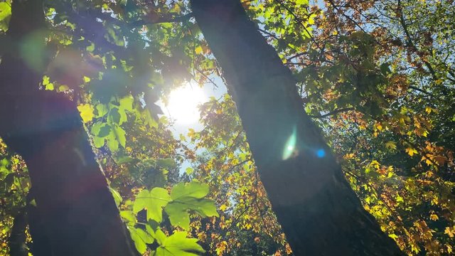 Sun shining through tree branches with yellow leaves in autumn park in the morning. Botanical Garden in Simferopol, Crimea, Russia.