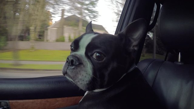 Dog Companion in Car Passanger Seat