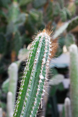 Obraz premium Cactus plant leaves for background