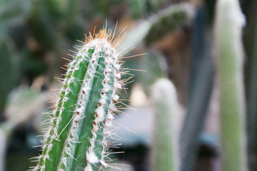Cactus plant leaves for background