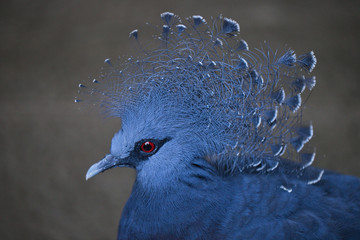 Royal Dove from New Guinea