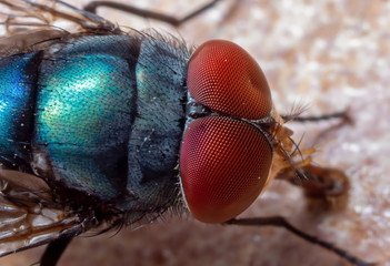 Macro Photo of Blue Blow Fly on The Floor