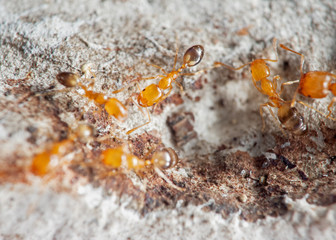 Macro Photo of Group of Tiny Ants Running on a Wall