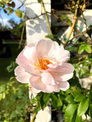 background photo of a blooming flower