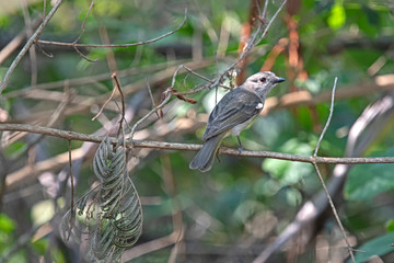 Large-billed Scrubwren on a branch