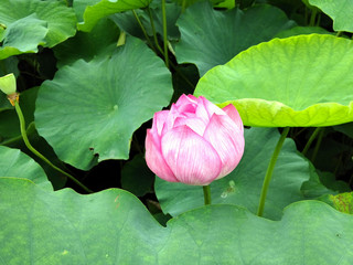 background photo of a blooming flower