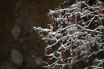 A close up of branches accumulating snow during a winter storm.