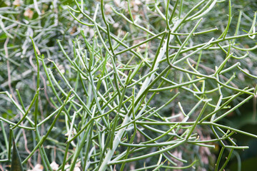Closeup to Euphorbia tirucalli ,pencil tree, Indian tree spurge