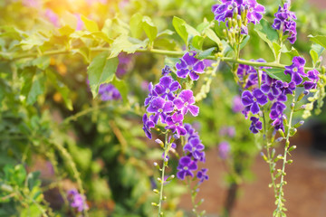 Purple flower with green leaves nature background in the garden