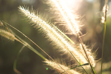 Green grass flower nature with sunset blurred for background.