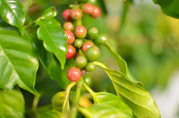 Close up of red and immature cherry coffee beans