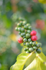 bunch of red cherry coffee beans