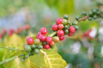 Close up of  red  and immature cherry coffee beans