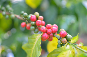 Close up of  red  and immature cherry coffee beans