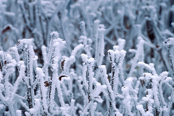 branches covered with snow
