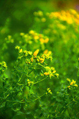 Echtes Johanniskraut   Hypericum perforatum