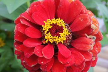Pink garden flower and yellow in a middle 