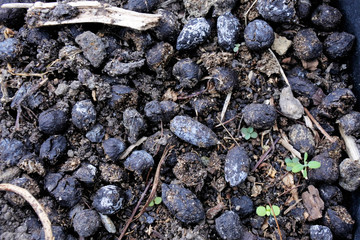 Natural fertilizer from goat manure