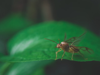 The queen ant on the betel leaves in the backyard