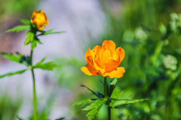 Altay beautiful wild orange flowers closeup