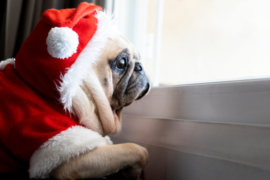 Lonely pug dog with red santa claus costume dress looking at windows waiting for owner and her friend come to celebrate birthday or new year party at home. Pet lifestyle concept. Copy space