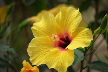 Fototapeta na wymiar Big Yellow Hibiscus
