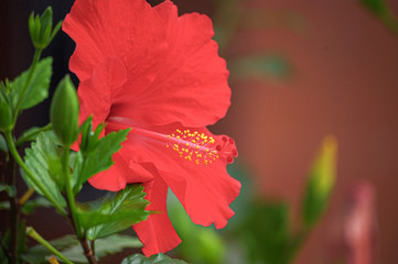 Obraz premium Awesome Big Red Hibiscus