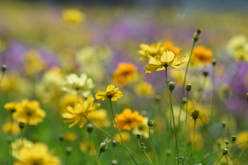 moment of Beautiful Cosmos flower in the garden.