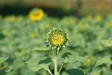moment of Beautiful sunflower in the garden.