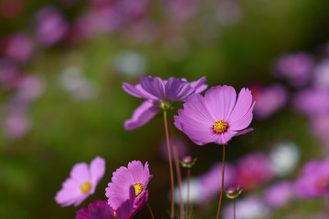 moment of Beautiful Cosmos flower in the garden.