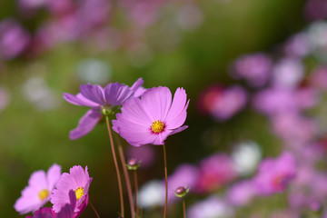 Obraz premium moment of Beautiful Cosmos flower in the garden.
