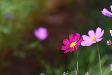moment of Beautiful Cosmos flower in the garden.