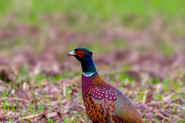 Bird of prey in wild nature
