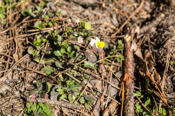 Field pansies (Viola arvensis) is a species of violet. Beautiful small flowers growing in forest at spring