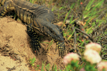 Goanna focused on the eye