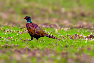Bird of prey in wild nature