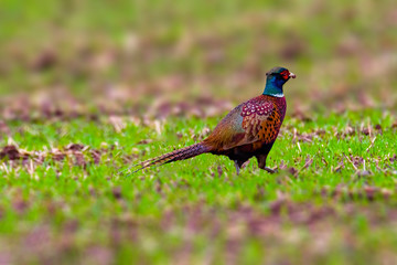 Bird of prey in wild nature