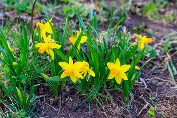 Yellow daffodil flowers in garden. Beautiful narcissus on flowerbed