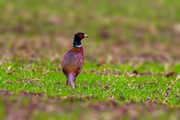 Bird of prey in wild nature