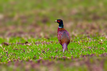 Bird of prey in wild nature