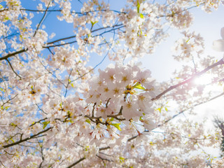 Sakura Flower or Cherry Blossom With Beautiful Nature and Sun Light in Background.