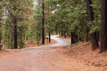 Dirt forest road