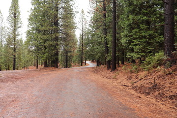 Dirt forest road