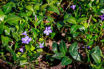 Blue periwinkle (vinca minor) in a garden