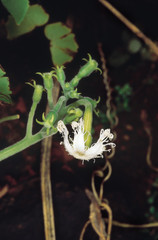 Trichosanthes Cucumerina. Family: Cucurbitaceae. A small climbing plant closely related to the...