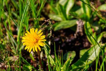 Yellow dandelions on meadow
