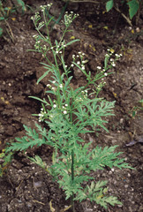 Parthenium Hysterophorus. Family: Compositae. A weed, native to North America which has created havoc by spreading in most of the agricultural areas of India. Some people are allergic to Parthenium.
