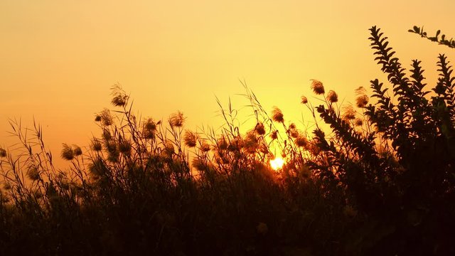 silhouette of grass with sunset in the everning
