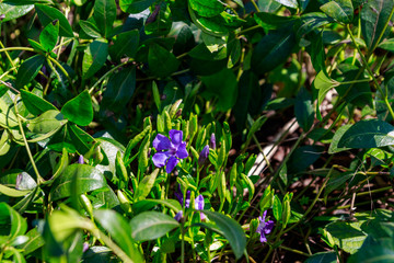 Obraz premium Blue periwinkle (vinca minor) in a garden