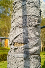 A tree is braided with cloth to protect its trunk from the cold